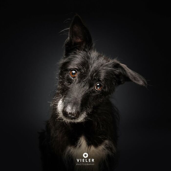 41 Touching Photos Of Senior Dogs Celebrating Love And Loyalty, Taken By Christian Vieler (New Pics) 41 Touching Photos Of Senior Dogs Celebrating Love And Loyalty, Taken By Christian Vieler (New Pics)