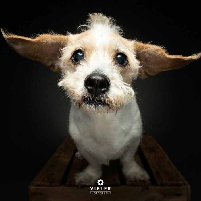 41 Touching Photos Of Senior Dogs Celebrating Love And Loyalty, Taken By Christian Vieler (New Pics) 41 Touching Photos Of Senior Dogs Celebrating Love And Loyalty, Taken By Christian Vieler (New Pics)