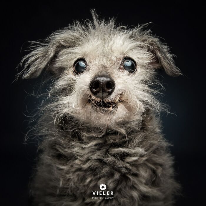 41 Touching Photos Of Senior Dogs Celebrating Love And Loyalty, Taken By Christian Vieler (New Pics) 41 Touching Photos Of Senior Dogs Celebrating Love And Loyalty, Taken By Christian Vieler (New Pics)