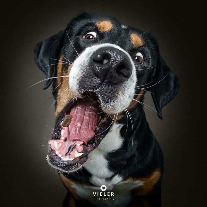 41 Touching Photos Of Senior Dogs Celebrating Love And Loyalty, Taken By Christian Vieler (New Pics) 41 Touching Photos Of Senior Dogs Celebrating Love And Loyalty, Taken By Christian Vieler (New Pics)