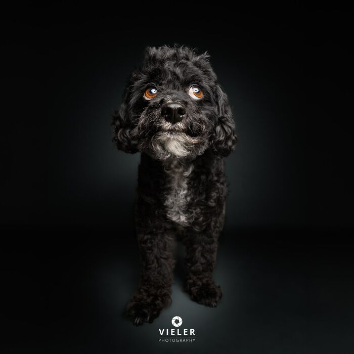 41 Touching Photos Of Senior Dogs Celebrating Love And Loyalty, Taken By Christian Vieler (New Pics) 41 Touching Photos Of Senior Dogs Celebrating Love And Loyalty, Taken By Christian Vieler (New Pics)