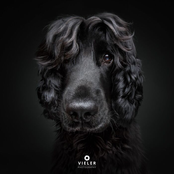 41 Touching Photos Of Senior Dogs Celebrating Love And Loyalty, Taken By Christian Vieler (New Pics) 41 Touching Photos Of Senior Dogs Celebrating Love And Loyalty, Taken By Christian Vieler (New Pics)