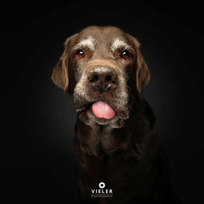 41 Touching Photos Of Senior Dogs Celebrating Love And Loyalty, Taken By Christian Vieler (New Pics) 41 Touching Photos Of Senior Dogs Celebrating Love And Loyalty, Taken By Christian Vieler (New Pics)