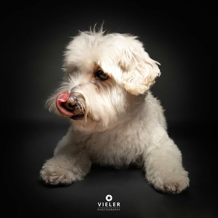 41 Touching Photos Of Senior Dogs Celebrating Love And Loyalty, Taken By Christian Vieler (New Pics) 41 Touching Photos Of Senior Dogs Celebrating Love And Loyalty, Taken By Christian Vieler (New Pics)