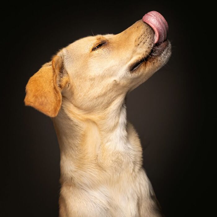 41 Touching Photos Of Senior Dogs Celebrating Love And Loyalty, Taken By Christian Vieler (New Pics) 41 Touching Photos Of Senior Dogs Celebrating Love And Loyalty, Taken By Christian Vieler (New Pics)