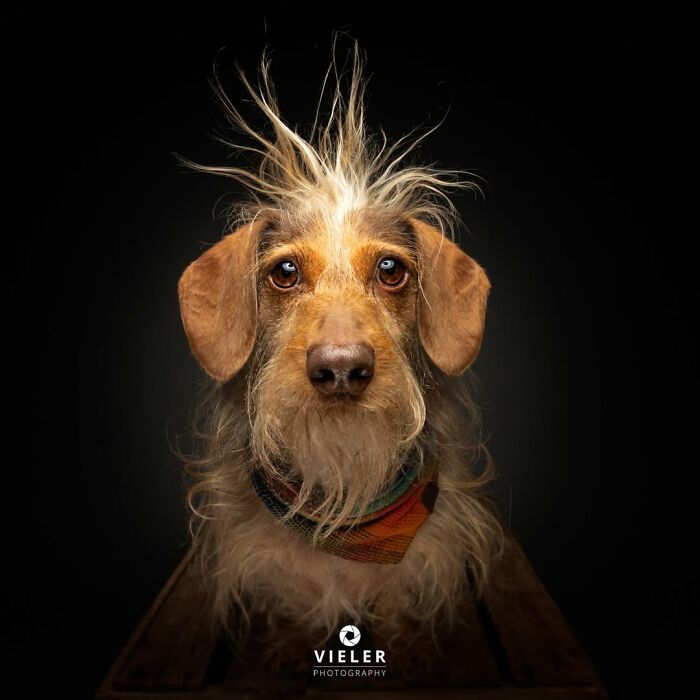 41 Touching Photos Of Senior Dogs Celebrating Love And Loyalty, Taken By Christian Vieler (New Pics) 41 Touching Photos Of Senior Dogs Celebrating Love And Loyalty, Taken By Christian Vieler (New Pics)