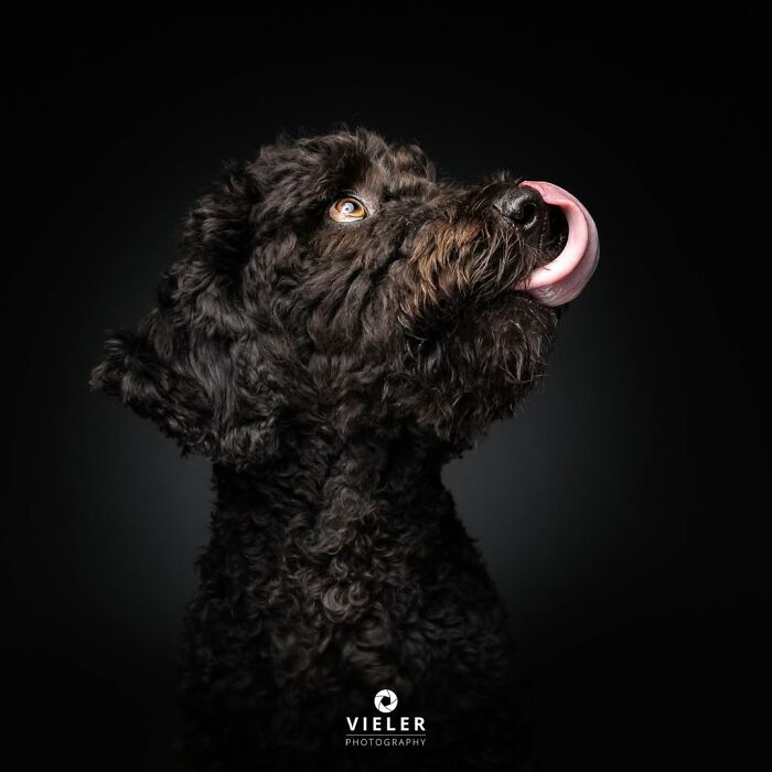 41 Touching Photos Of Senior Dogs Celebrating Love And Loyalty, Taken By Christian Vieler (New Pics) 41 Touching Photos Of Senior Dogs Celebrating Love And Loyalty, Taken By Christian Vieler (New Pics)