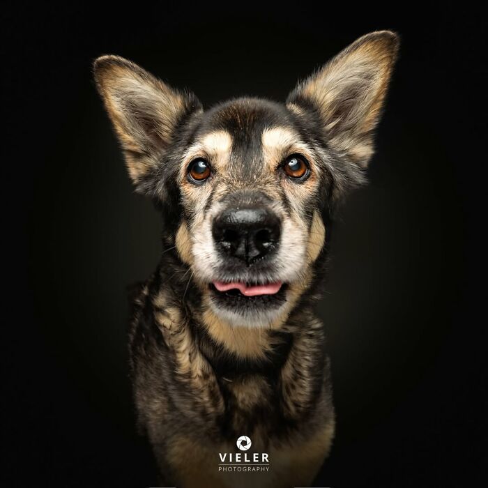 41 Touching Photos Of Senior Dogs Celebrating Love And Loyalty, Taken By Christian Vieler (New Pics) 41 Touching Photos Of Senior Dogs Celebrating Love And Loyalty, Taken By Christian Vieler (New Pics)