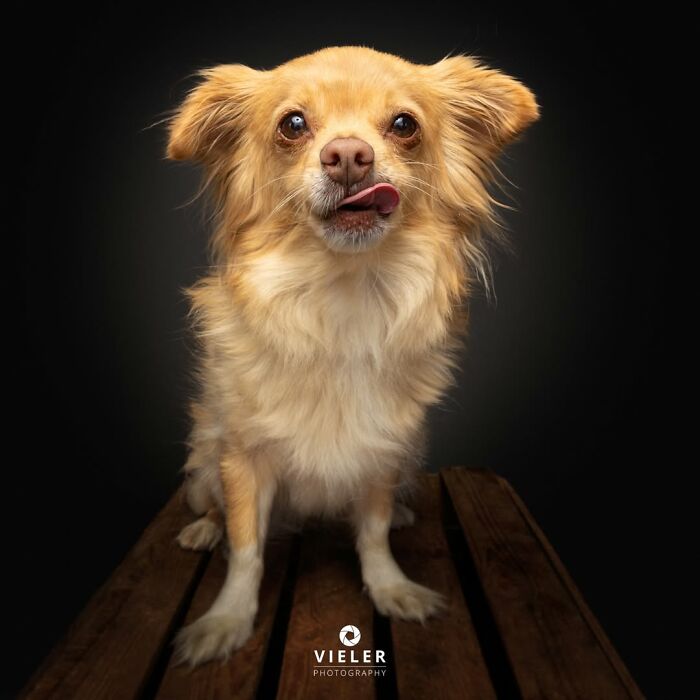 41 Touching Photos Of Senior Dogs Celebrating Love And Loyalty, Taken By Christian Vieler (New Pics) 41 Touching Photos Of Senior Dogs Celebrating Love And Loyalty, Taken By Christian Vieler (New Pics)