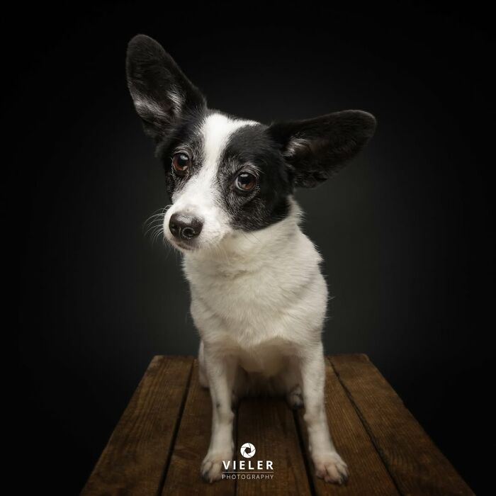 41 Touching Photos Of Senior Dogs Celebrating Love And Loyalty, Taken By Christian Vieler (New Pics) 41 Touching Photos Of Senior Dogs Celebrating Love And Loyalty, Taken By Christian Vieler (New Pics)
