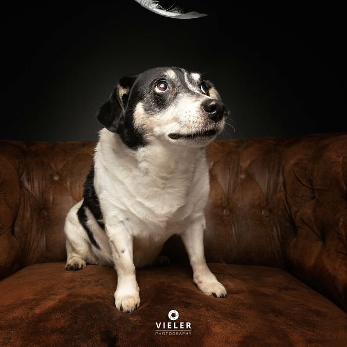 41 Touching Photos Of Senior Dogs Celebrating Love And Loyalty, Taken By Christian Vieler (New Pics) 41 Touching Photos Of Senior Dogs Celebrating Love And Loyalty, Taken By Christian Vieler (New Pics)