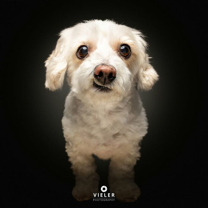 41 Touching Photos Of Senior Dogs Celebrating Love And Loyalty, Taken By Christian Vieler (New Pics) 41 Touching Photos Of Senior Dogs Celebrating Love And Loyalty, Taken By Christian Vieler (New Pics)