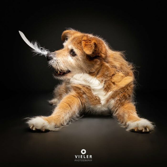 41 Touching Photos Of Senior Dogs Celebrating Love And Loyalty, Taken By Christian Vieler (New Pics) 41 Touching Photos Of Senior Dogs Celebrating Love And Loyalty, Taken By Christian Vieler (New Pics)