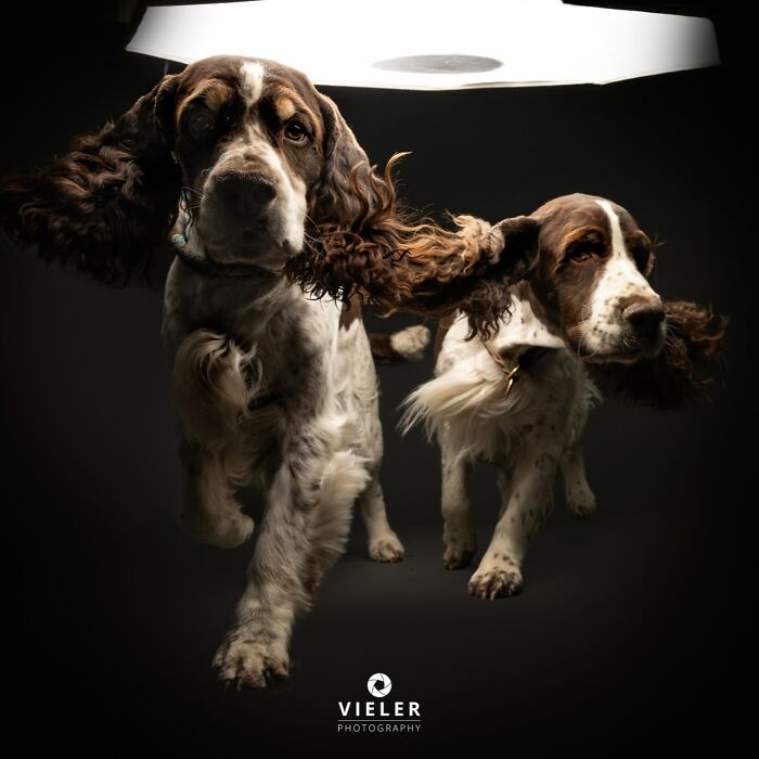 41 Touching Photos Of Senior Dogs Celebrating Love And Loyalty, Taken By Christian Vieler (New Pics) 41 Touching Photos Of Senior Dogs Celebrating Love And Loyalty, Taken By Christian Vieler (New Pics)