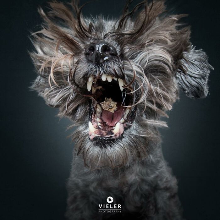 41 Touching Photos Of Senior Dogs Celebrating Love And Loyalty, Taken By Christian Vieler (New Pics) 41 Touching Photos Of Senior Dogs Celebrating Love And Loyalty, Taken By Christian Vieler (New Pics)