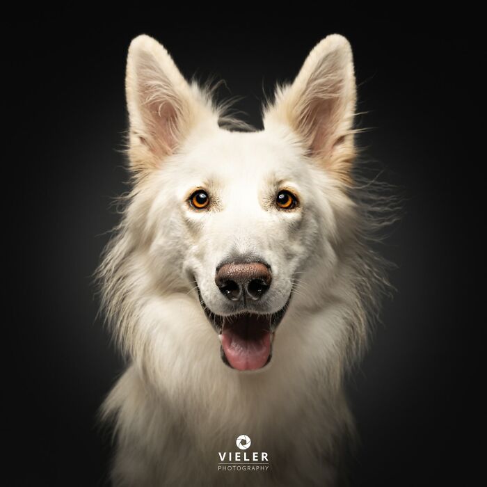 41 Touching Photos Of Senior Dogs Celebrating Love And Loyalty, Taken By Christian Vieler (New Pics) 41 Touching Photos Of Senior Dogs Celebrating Love And Loyalty, Taken By Christian Vieler (New Pics)