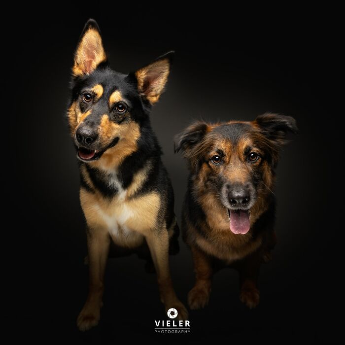 41 Touching Photos Of Senior Dogs Celebrating Love And Loyalty, Taken By Christian Vieler (New Pics) 41 Touching Photos Of Senior Dogs Celebrating Love And Loyalty, Taken By Christian Vieler (New Pics)