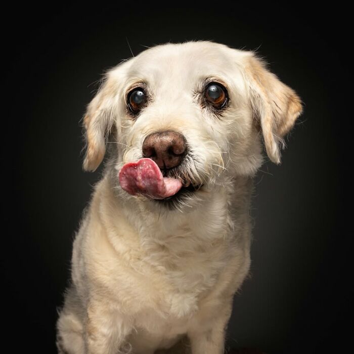 41 Touching Photos Of Senior Dogs Celebrating Love And Loyalty, Taken By Christian Vieler (New Pics) 41 Touching Photos Of Senior Dogs Celebrating Love And Loyalty, Taken By Christian Vieler (New Pics)