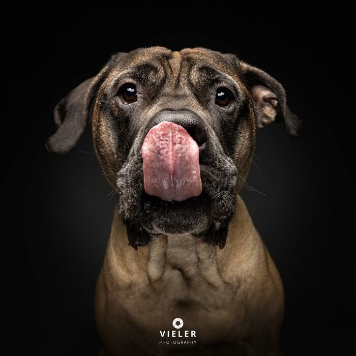 41 Touching Photos Of Senior Dogs Celebrating Love And Loyalty, Taken By Christian Vieler (New Pics) 41 Touching Photos Of Senior Dogs Celebrating Love And Loyalty, Taken By Christian Vieler (New Pics)