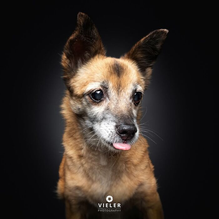 41 Touching Photos Of Senior Dogs Celebrating Love And Loyalty, Taken By Christian Vieler (New Pics) 41 Touching Photos Of Senior Dogs Celebrating Love And Loyalty, Taken By Christian Vieler (New Pics)