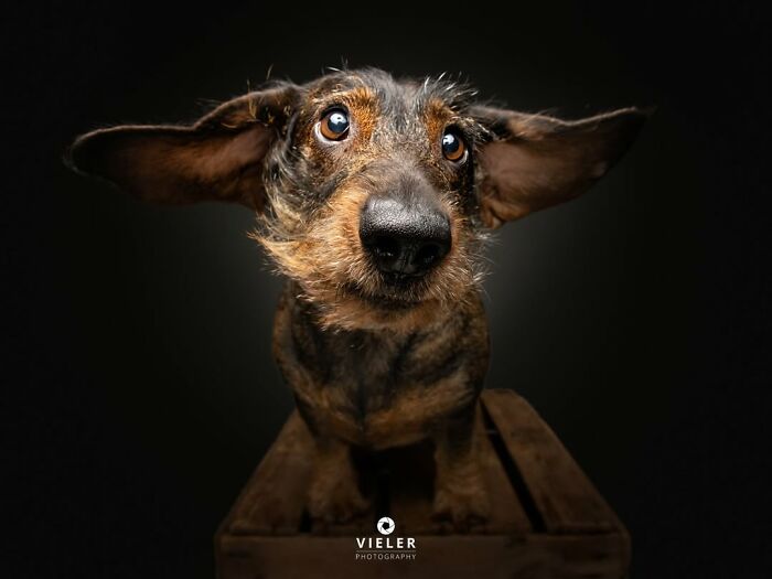 41 Touching Photos Of Senior Dogs Celebrating Love And Loyalty, Taken By Christian Vieler (New Pics) 41 Touching Photos Of Senior Dogs Celebrating Love And Loyalty, Taken By Christian Vieler (New Pics)