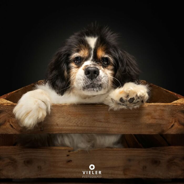 41 Touching Photos Of Senior Dogs Celebrating Love And Loyalty, Taken By Christian Vieler (New Pics) 41 Touching Photos Of Senior Dogs Celebrating Love And Loyalty, Taken By Christian Vieler (New Pics)