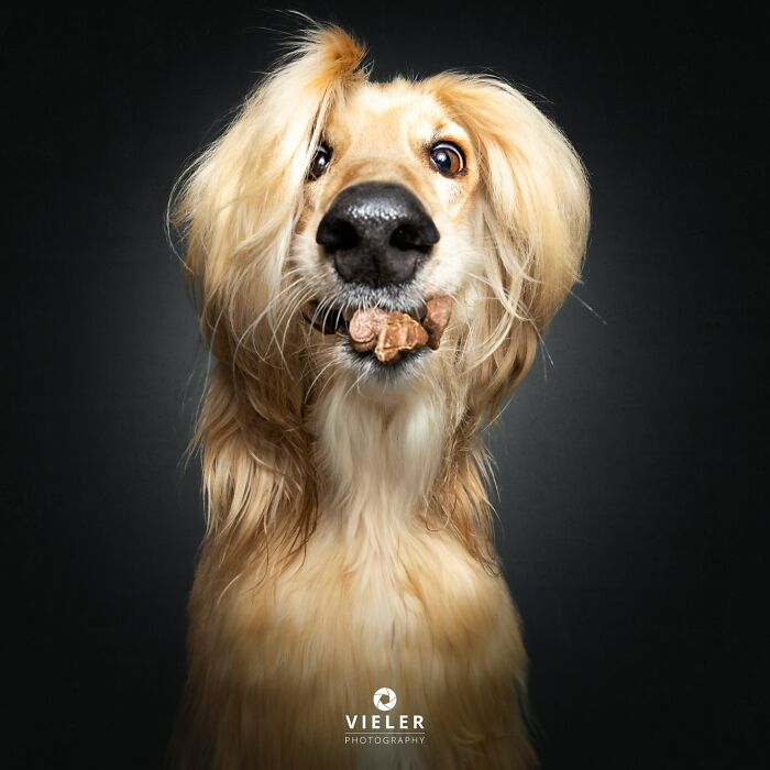 41 Touching Photos Of Senior Dogs Celebrating Love And Loyalty, Taken By Christian Vieler (New Pics) 41 Touching Photos Of Senior Dogs Celebrating Love And Loyalty, Taken By Christian Vieler (New Pics)