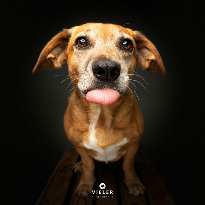 41 Touching Photos Of Senior Dogs Celebrating Love And Loyalty, Taken By Christian Vieler (New Pics) 41 Touching Photos Of Senior Dogs Celebrating Love And Loyalty, Taken By Christian Vieler (New Pics)