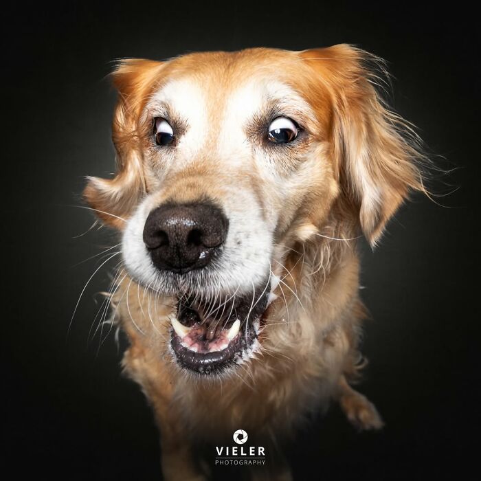 41 Touching Photos Of Senior Dogs Celebrating Love And Loyalty, Taken By Christian Vieler (New Pics) 41 Touching Photos Of Senior Dogs Celebrating Love And Loyalty, Taken By Christian Vieler (New Pics)