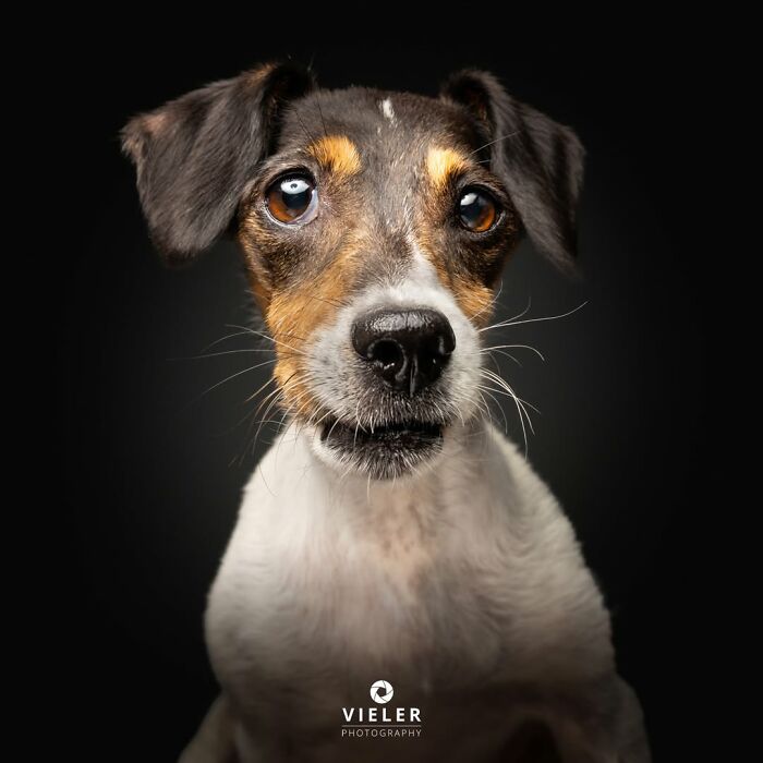 41 Touching Photos Of Senior Dogs Celebrating Love And Loyalty, Taken By Christian Vieler (New Pics) 41 Touching Photos Of Senior Dogs Celebrating Love And Loyalty, Taken By Christian Vieler (New Pics)