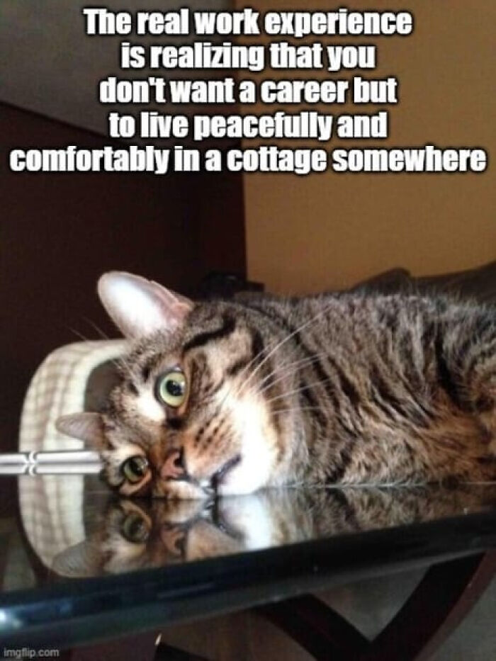 74 Hilariously Relatable Memes For Adults Who Still Don&rsquo;t Know What They&rsquo;re Doing