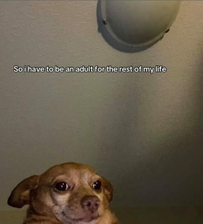 74 Hilariously Relatable Memes For Adults Who Still Don&rsquo;t Know What They&rsquo;re Doing