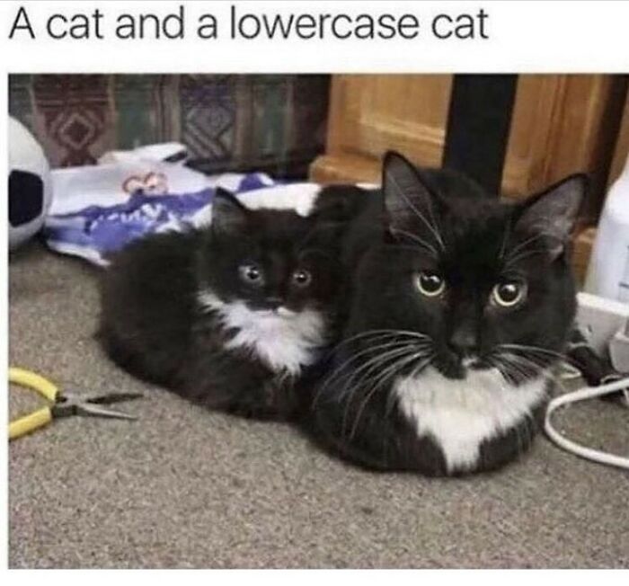 48 Of The Funniest Cat Memes Shared By This Page That Are Impossible Not To Laugh At 48 Of The Funniest Cat Memes Shared By This Page That Are Impossible Not To Laugh At