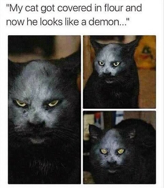 48 Of The Funniest Cat Memes Shared By This Page That Are Impossible Not To Laugh At 48 Of The Funniest Cat Memes Shared By This Page That Are Impossible Not To Laugh At