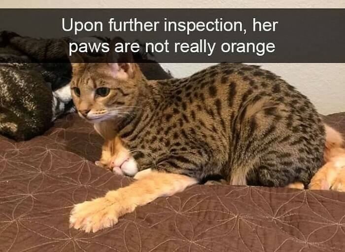 48 Of The Funniest Cat Memes Shared By This Page That Are Impossible Not To Laugh At 48 Of The Funniest Cat Memes Shared By This Page That Are Impossible Not To Laugh At