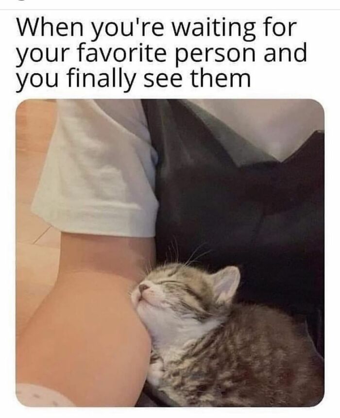 48 Of The Funniest Cat Memes Shared By This Page That Are Impossible Not To Laugh At 48 Of The Funniest Cat Memes Shared By This Page That Are Impossible Not To Laugh At