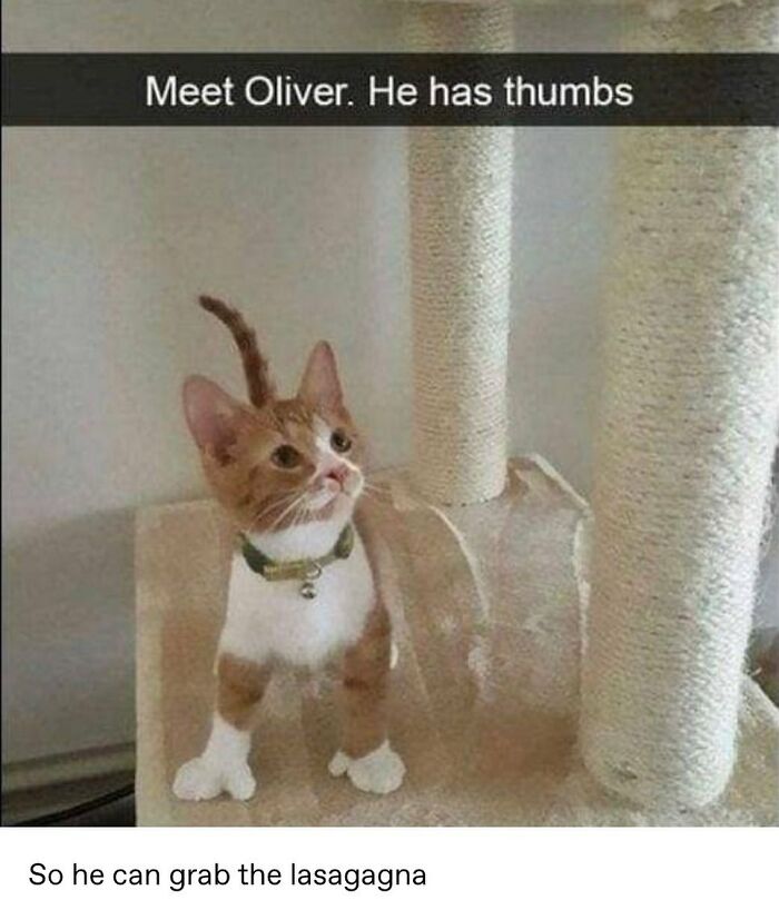 48 Of The Funniest Cat Memes Shared By This Page That Are Impossible Not To Laugh At 48 Of The Funniest Cat Memes Shared By This Page That Are Impossible Not To Laugh At