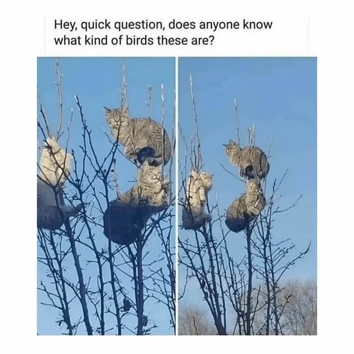 48 Of The Funniest Cat Memes Shared By This Page That Are Impossible Not To Laugh At 48 Of The Funniest Cat Memes Shared By This Page That Are Impossible Not To Laugh At