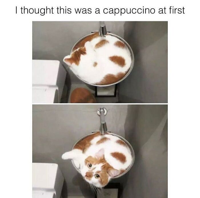 48 Of The Funniest Cat Memes Shared By This Page That Are Impossible Not To Laugh At 48 Of The Funniest Cat Memes Shared By This Page That Are Impossible Not To Laugh At