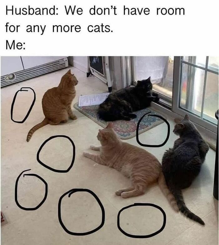 48 Of The Funniest Cat Memes Shared By This Page That Are Impossible Not To Laugh At 48 Of The Funniest Cat Memes Shared By This Page That Are Impossible Not To Laugh At