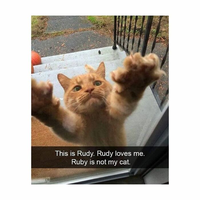 48 Of The Funniest Cat Memes Shared By This Page That Are Impossible Not To Laugh At 48 Of The Funniest Cat Memes Shared By This Page That Are Impossible Not To Laugh At