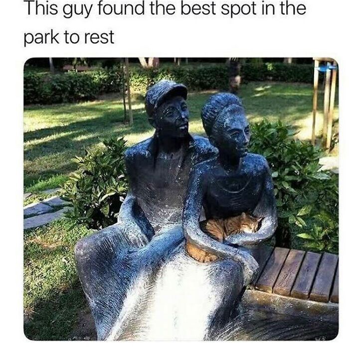 48 Of The Funniest Cat Memes Shared By This Page That Are Impossible Not To Laugh At 48 Of The Funniest Cat Memes Shared By This Page That Are Impossible Not To Laugh At