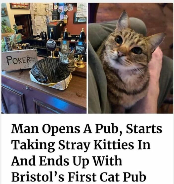 48 Of The Funniest Cat Memes Shared By This Page That Are Impossible Not To Laugh At 48 Of The Funniest Cat Memes Shared By This Page That Are Impossible Not To Laugh At