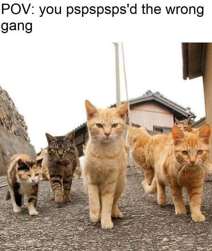 48 Of The Funniest Cat Memes Shared By This Page That Are Impossible Not To Laugh At 48 Of The Funniest Cat Memes Shared By This Page That Are Impossible Not To Laugh At
