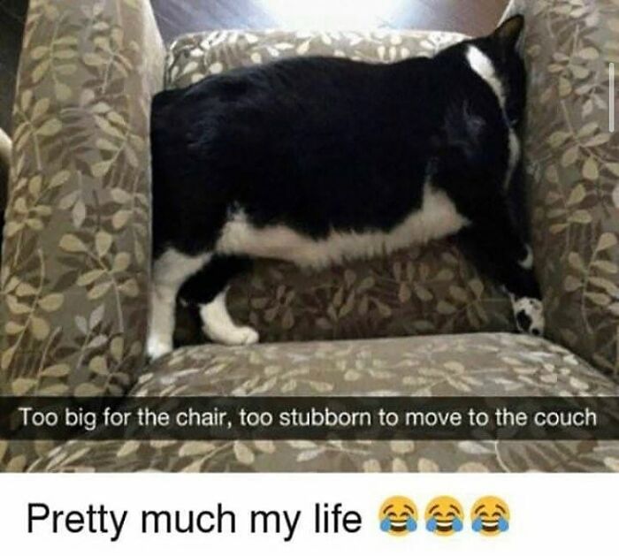 48 Of The Funniest Cat Memes Shared By This Page That Are Impossible Not To Laugh At 48 Of The Funniest Cat Memes Shared By This Page That Are Impossible Not To Laugh At