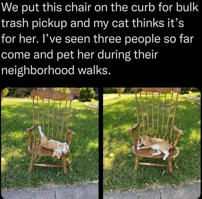 48 Of The Funniest Cat Memes Shared By This Page That Are Impossible Not To Laugh At 48 Of The Funniest Cat Memes Shared By This Page That Are Impossible Not To Laugh At
