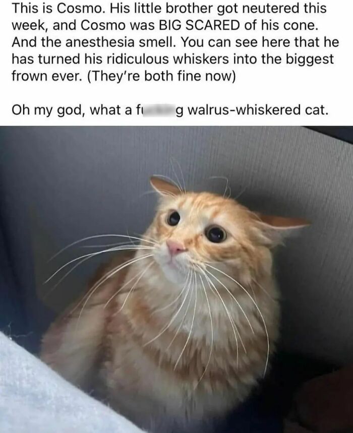 48 Of The Funniest Cat Memes Shared By This Page That Are Impossible Not To Laugh At 48 Of The Funniest Cat Memes Shared By This Page That Are Impossible Not To Laugh At