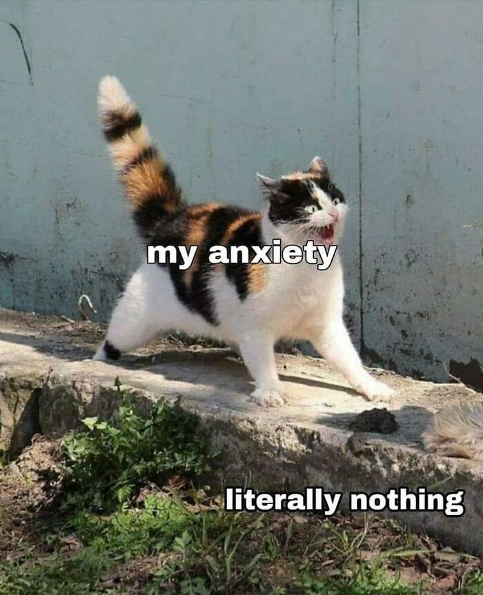 48 Of The Funniest Cat Memes Shared By This Page That Are Impossible Not To Laugh At 48 Of The Funniest Cat Memes Shared By This Page That Are Impossible Not To Laugh At