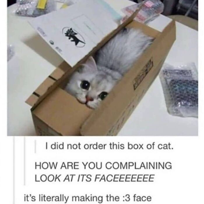 48 Of The Funniest Cat Memes Shared By This Page That Are Impossible Not To Laugh At 48 Of The Funniest Cat Memes Shared By This Page That Are Impossible Not To Laugh At