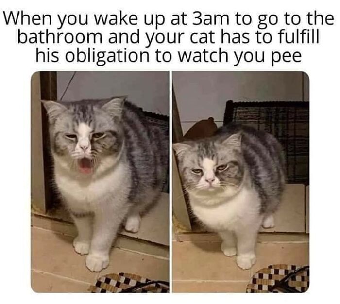 48 Of The Funniest Cat Memes Shared By This Page That Are Impossible Not To Laugh At 48 Of The Funniest Cat Memes Shared By This Page That Are Impossible Not To Laugh At